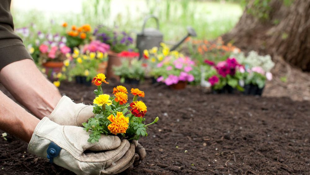 guia-para-proteger-melhor-as-suas-flores